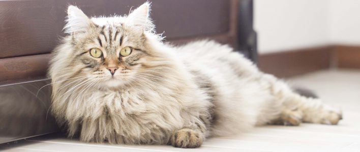 sibirische katze langgestreckt auf dem boden liegend