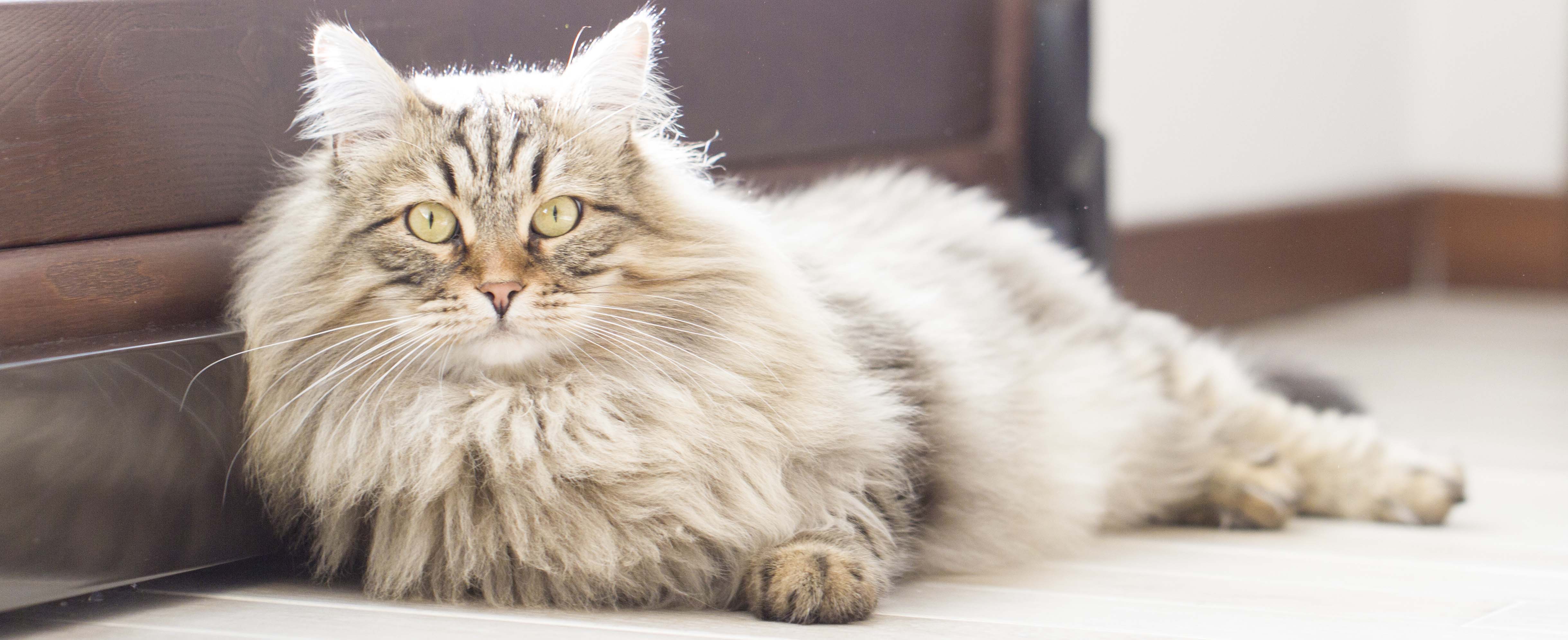 sibirische katze langgestreckt auf dem boden liegend