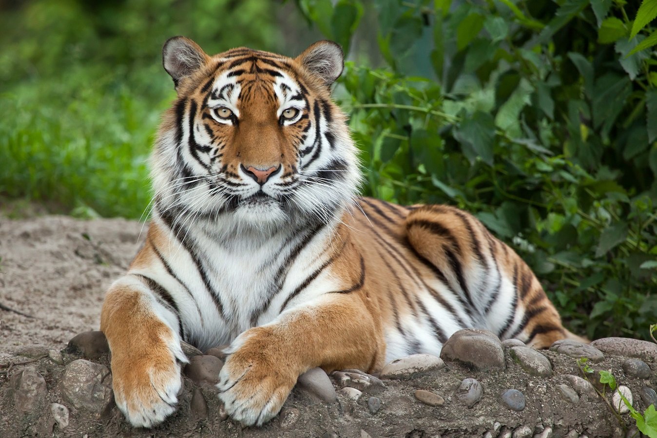 Sibirischer Tiger Das gr  te Landraubtier der Welt Das 