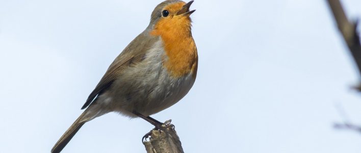 rotkehlchen gesang singvögel