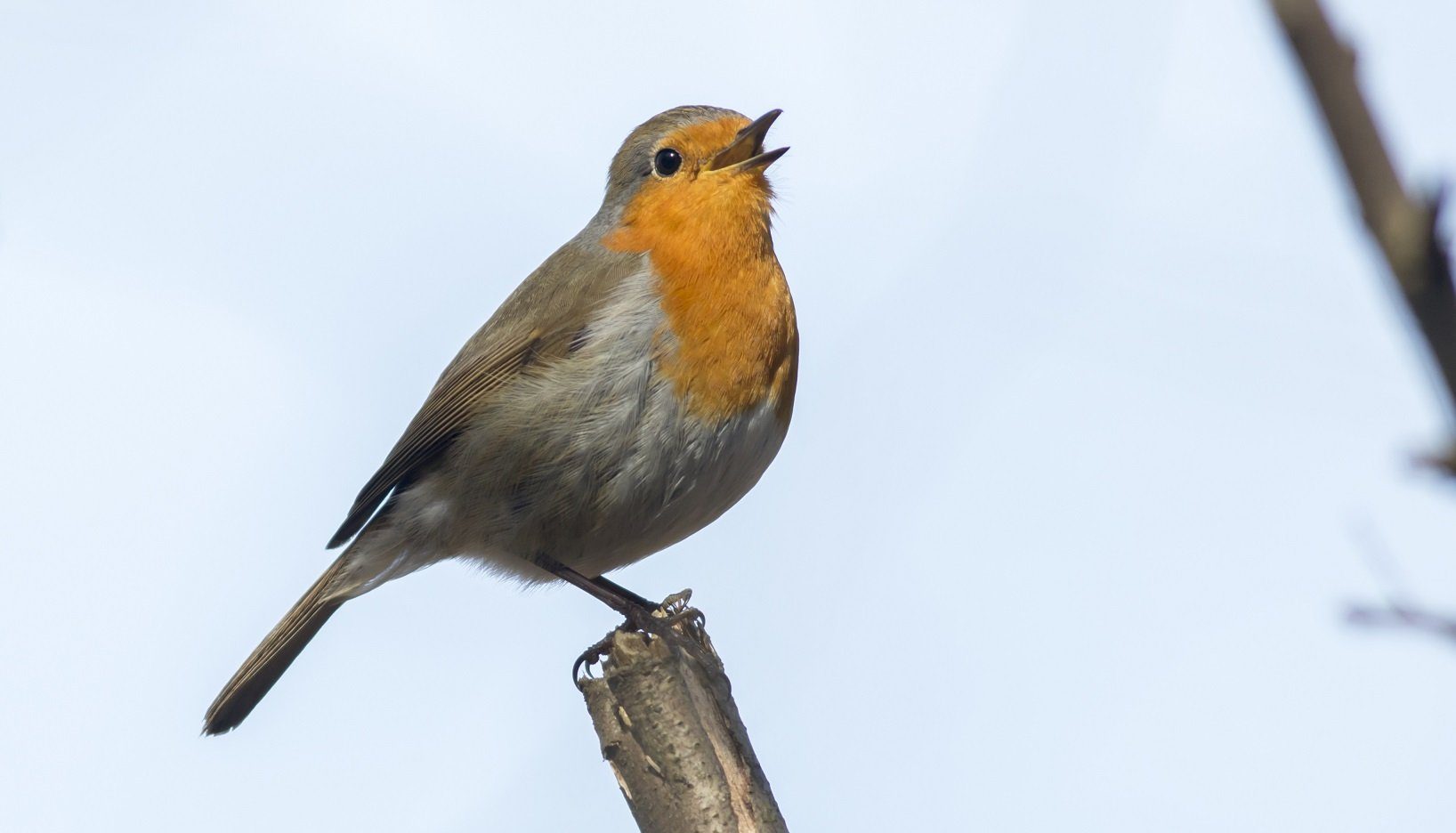 rotkehlchen gesang singvögel