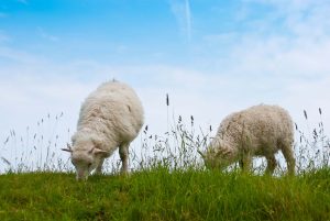 Zwei Skuddenlämmer beim Grasen