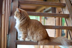 somali katze auf treppe