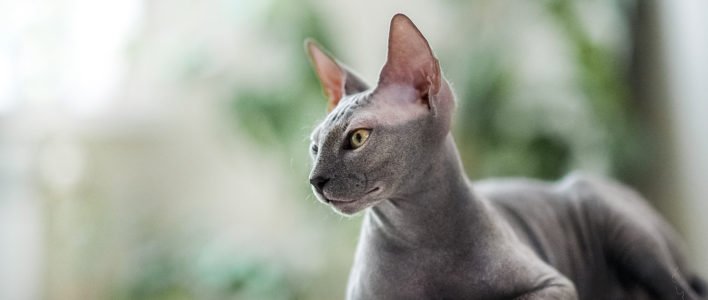 Sphynx Katze