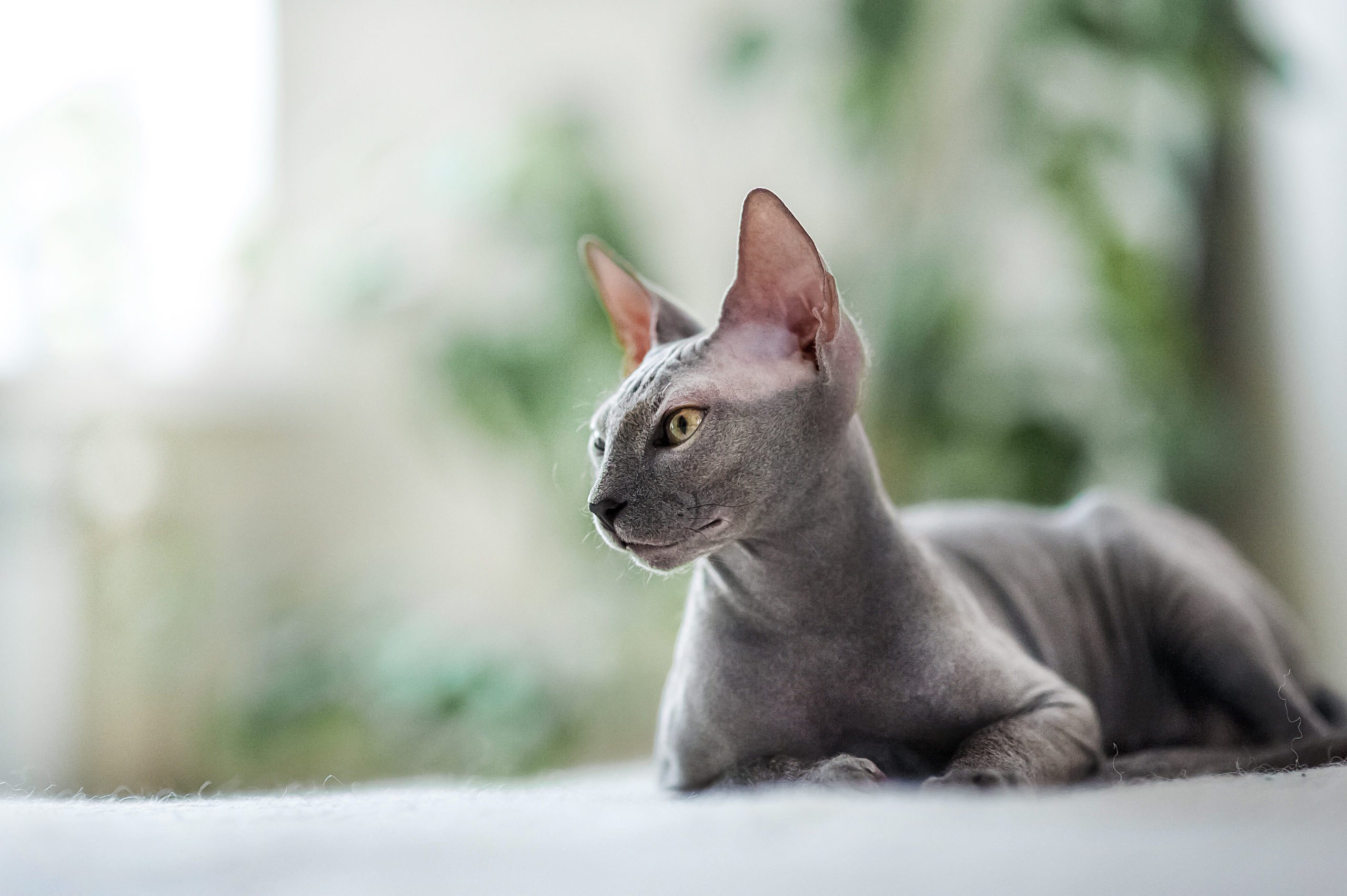 Sphynx Katze