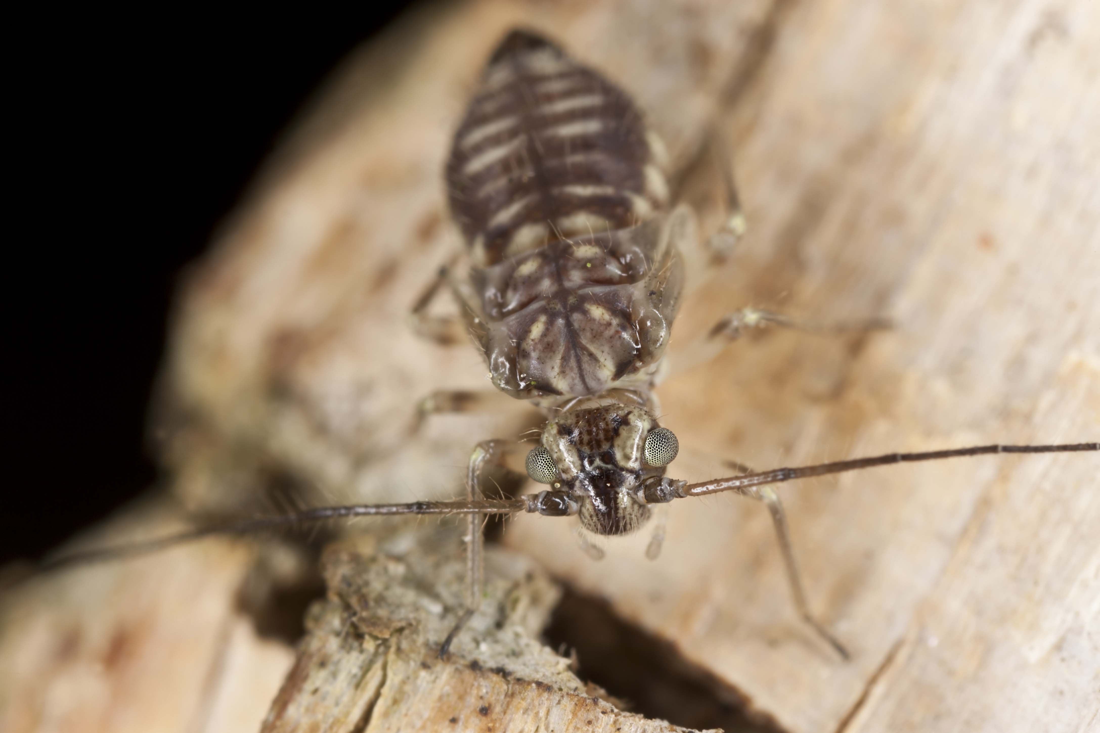 Fliegen bad komische im Kleine Fliegen