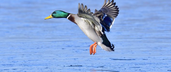 Stockente fliegt über Wasser