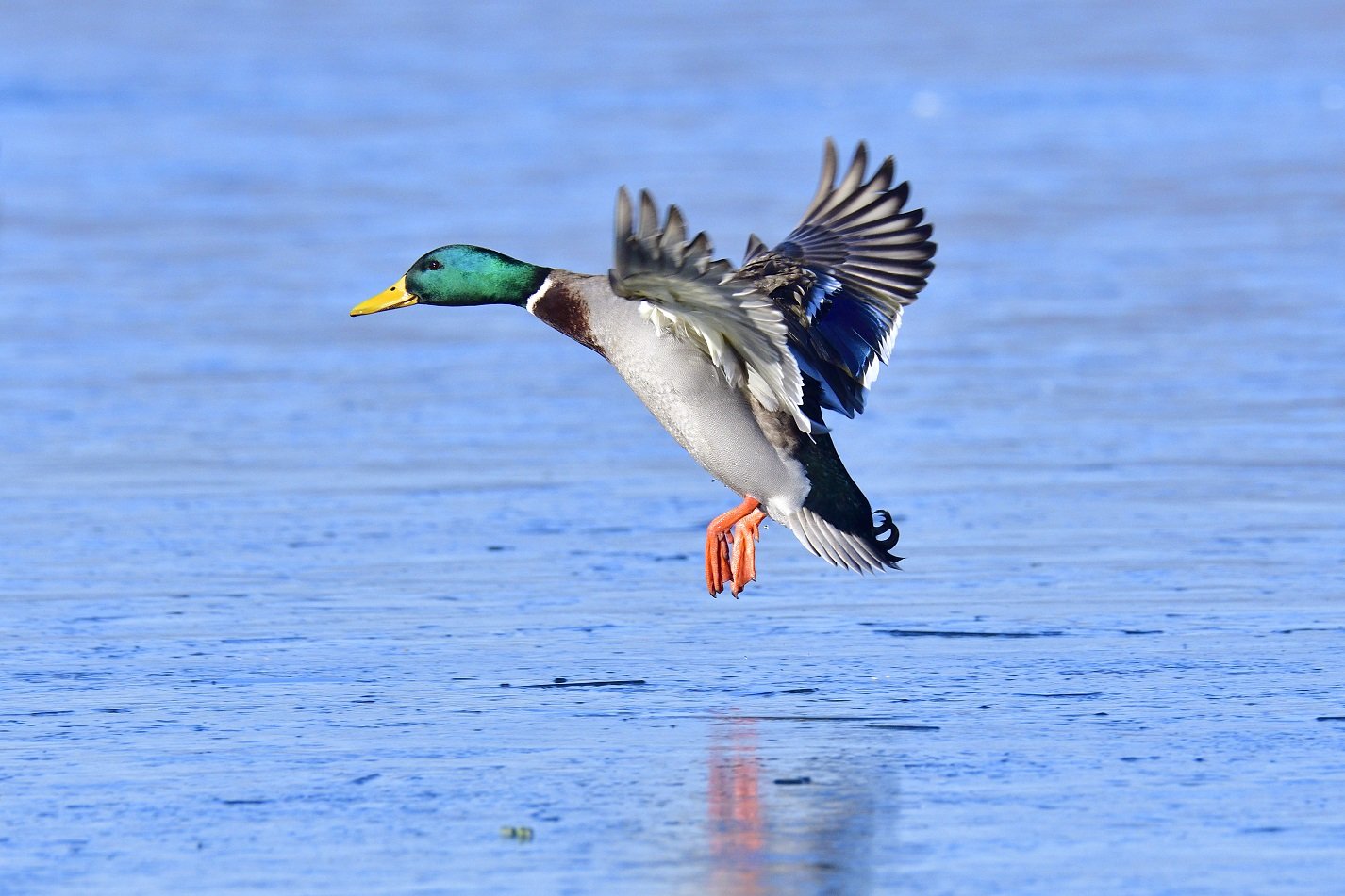 Stockente fliegt über Wasser