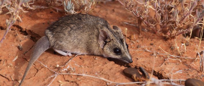 Östliche Dickschwanz Schmalfußbeutelmaus