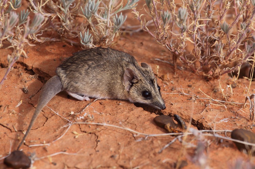 Östliche Dickschwanz Schmalfußbeutelmaus