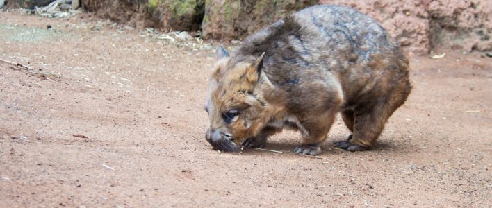 Südlicher Haarnasenwombat