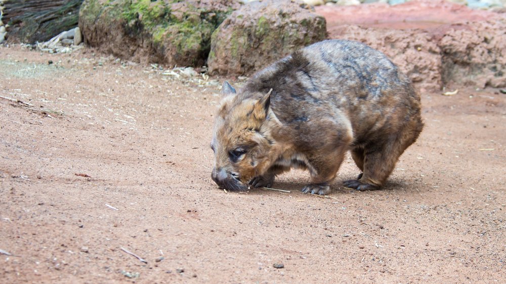 Südlicher Haarnasenwombat