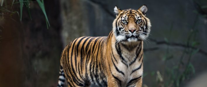 sumatra tiger