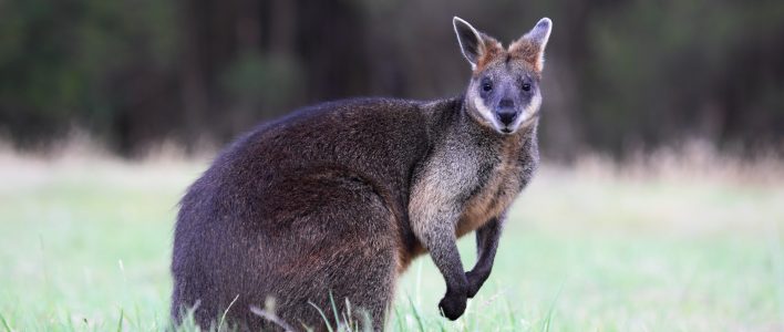 Sumpfwallaby