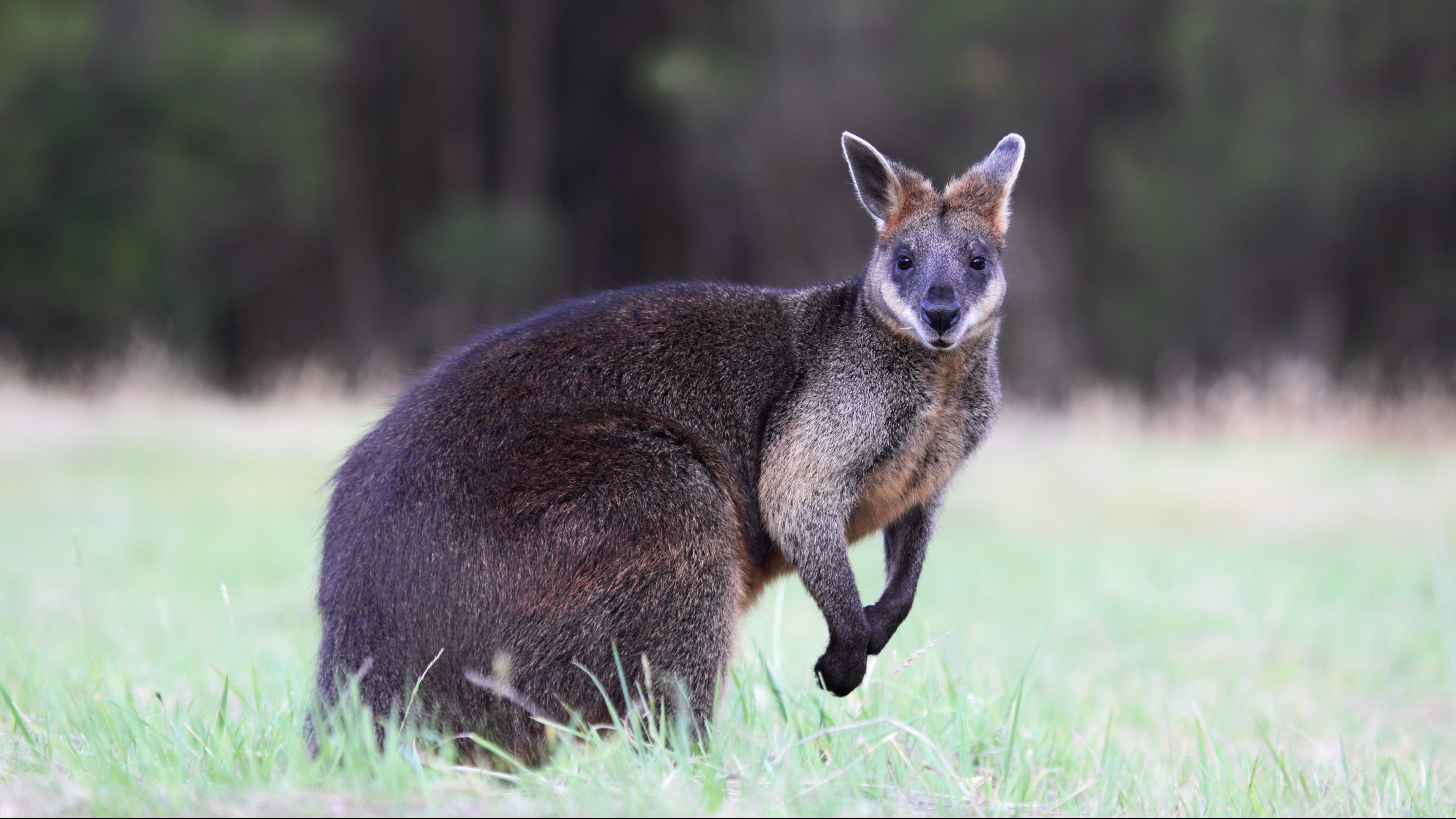 Sumpfwallaby