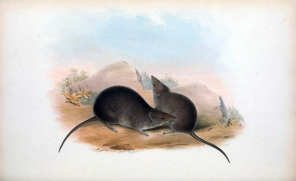 SwainsonBreitfußbeutelmaus Infos & Lebensweise DasTierlexikon.de