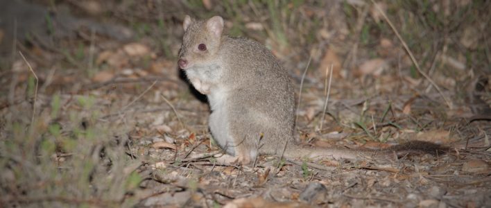 Tasmanien Bürstenrattenkänguru