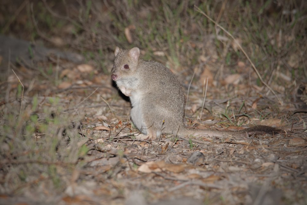 Tasmanien Bürstenrattenkänguru