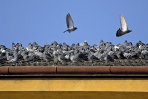 viele tauben auf einem dach