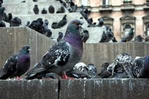 tauben sitzen auf denkmal