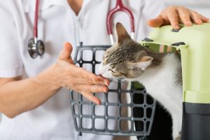 Tierarzt behandelt Katze