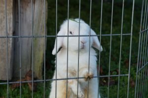 Kaninchen im Gehege der Tierhilfe 