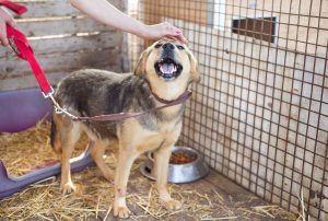 Hundehilfe: Freiwilliger geht mit Hund aus Tierheim spazieren