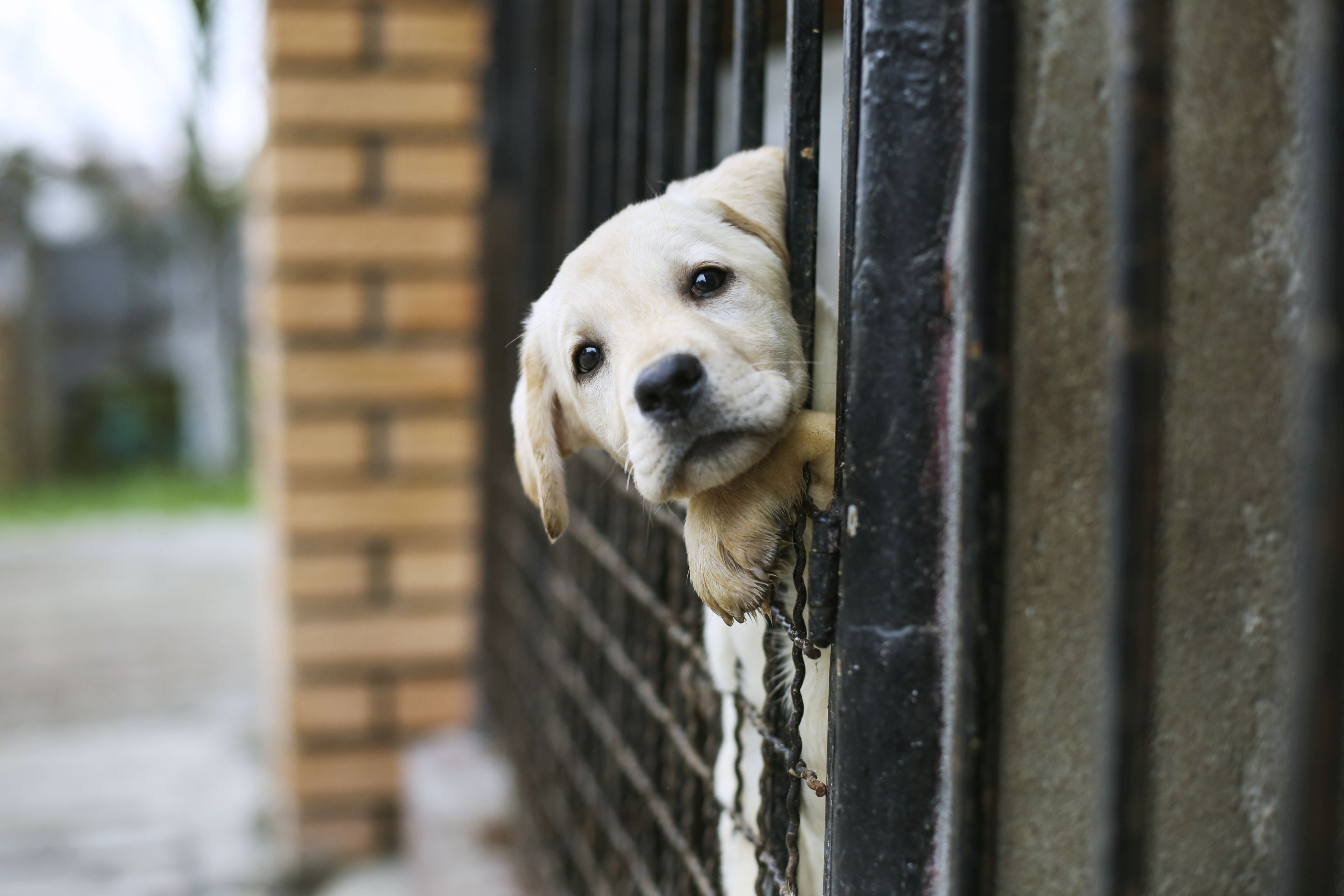 Tiere suchen ein zuhause