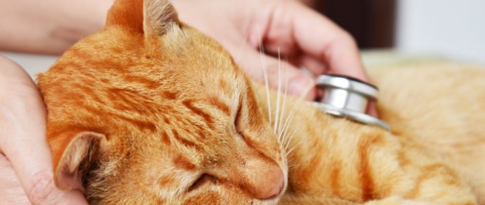 Tierkrankenversicherung für Hunde oder Katzen sinnvoll?