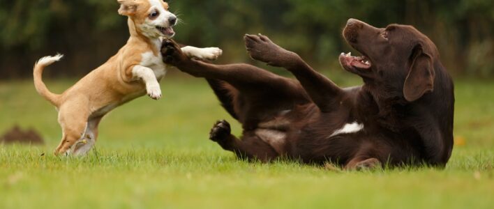 Welpe spielt mit Labrador
