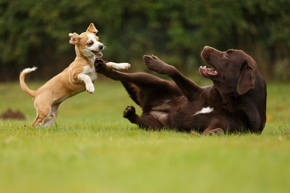 Welpe spielt mit Labrador