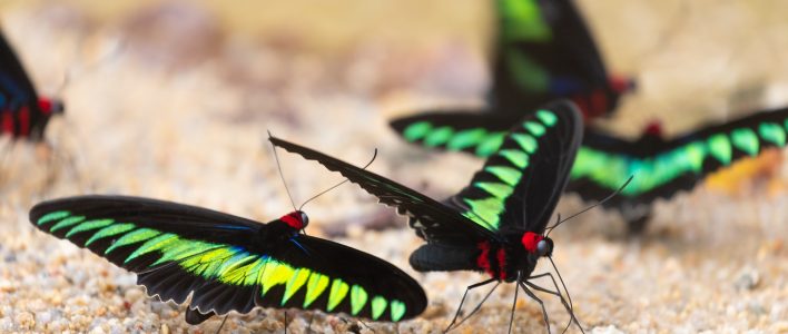 Mehrere Trogonoptera brookiana auf Sand