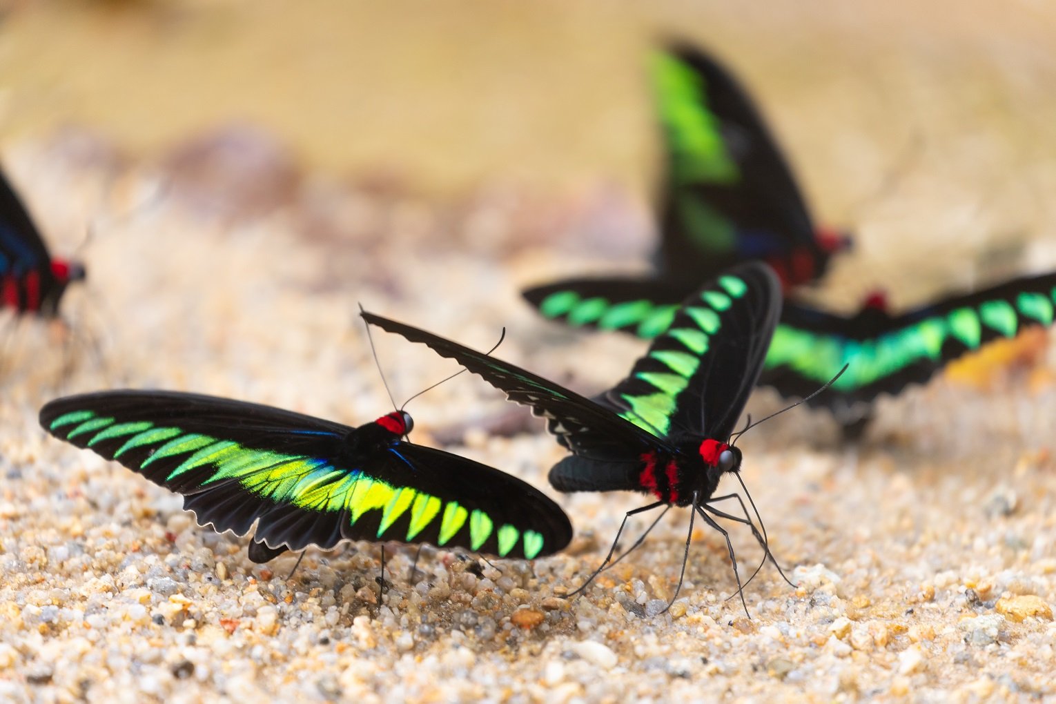 Mehrere Trogonoptera brookiana auf Sand