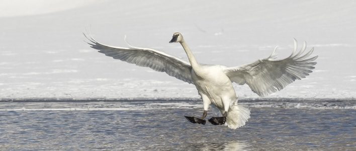 Trompeterschwan beim Landen auf Wasser