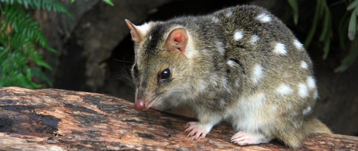 Tüpfelbeutelmarder