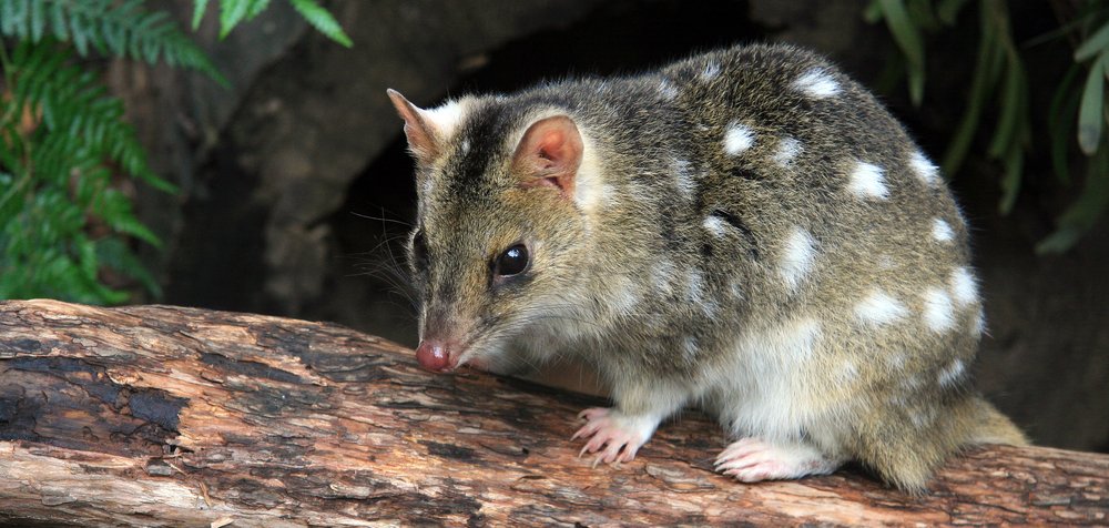 Tüpfelbeutelmarder