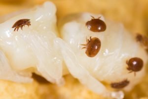 Von Varroamilben befallene Drohenpuppe im Bienenstock