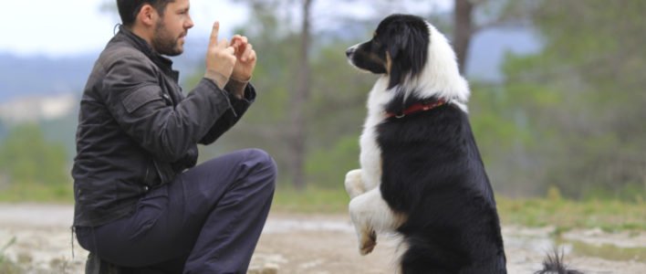 Verstehen Hunde unsere Sprache? Die Antwort ist klar: Nein.