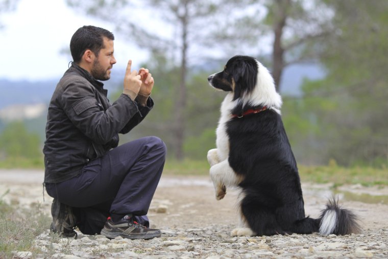 Verstehen Hunde unsere Sprache? Die Antwort ist klar: Nein.