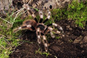 vogelspinne erde boden moos