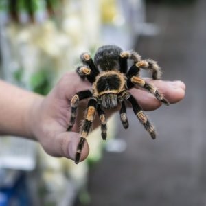 vogelspinne hand