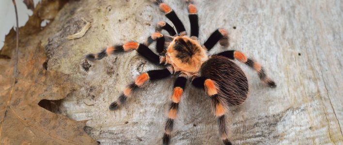 vogelspinne baum blätter