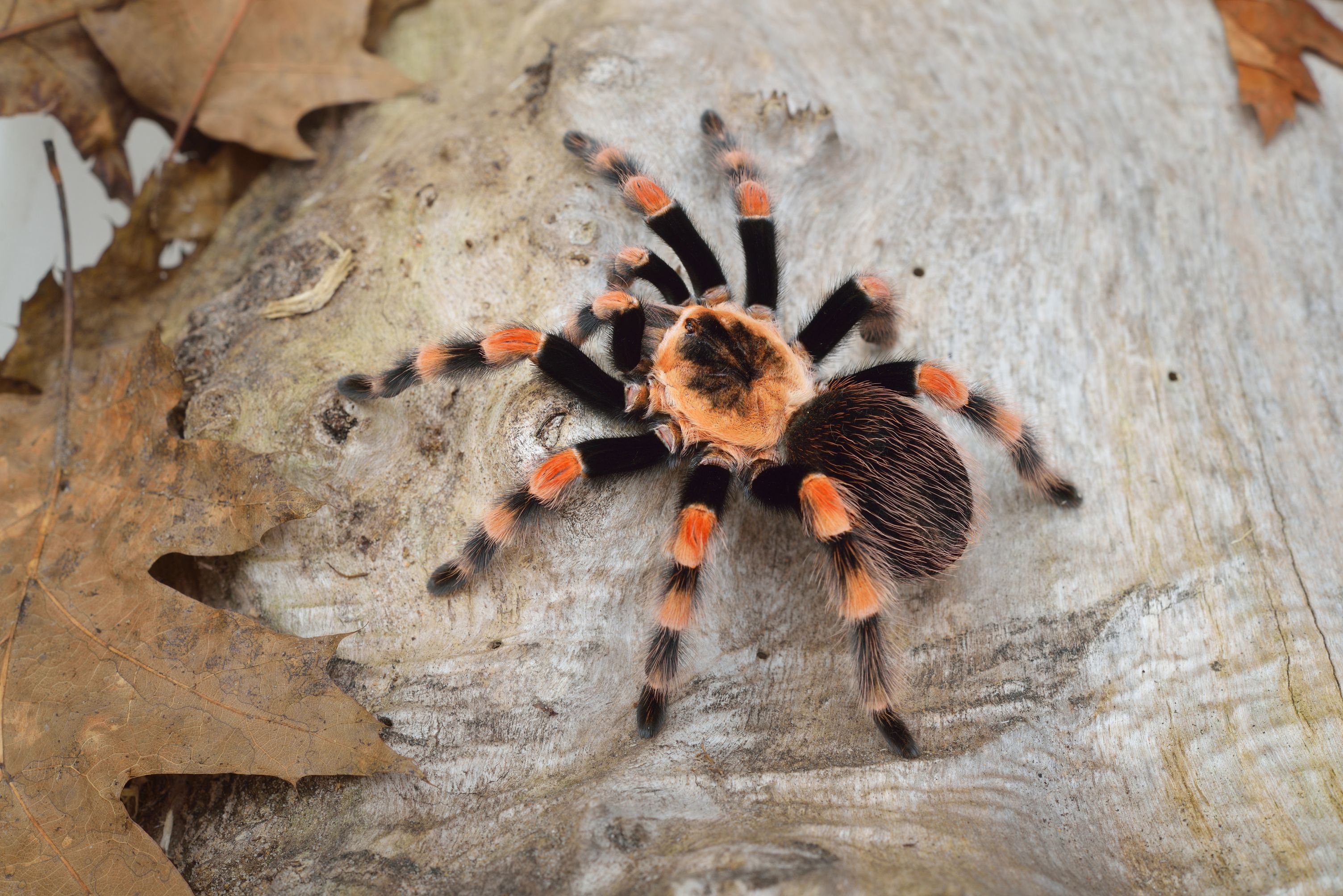 vogelspinne baum blätter