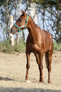 anglo-araber hengst mit halfter auf sand