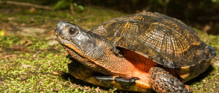 Waldbachschildkröte