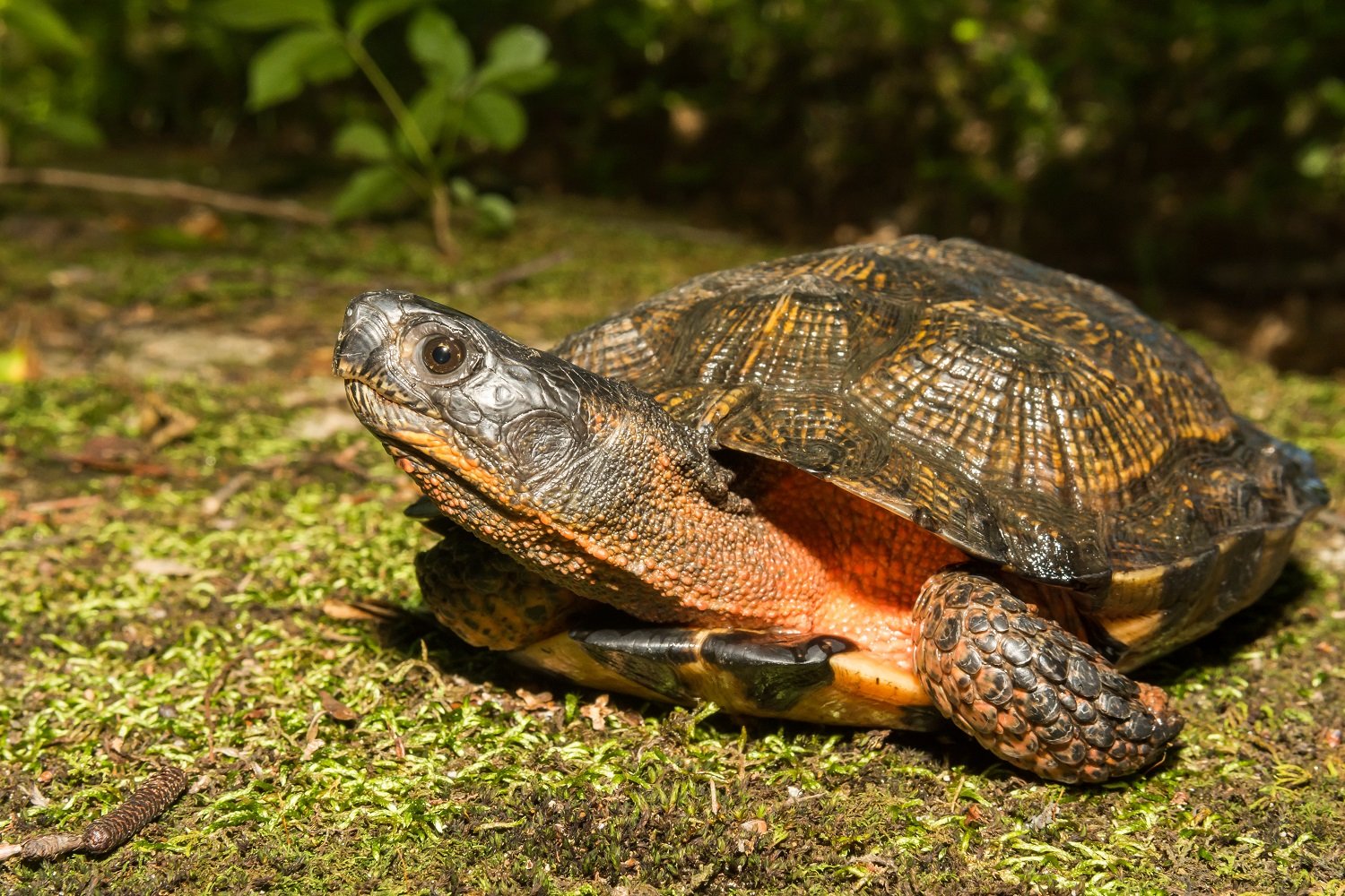 Waldbachschildkröte