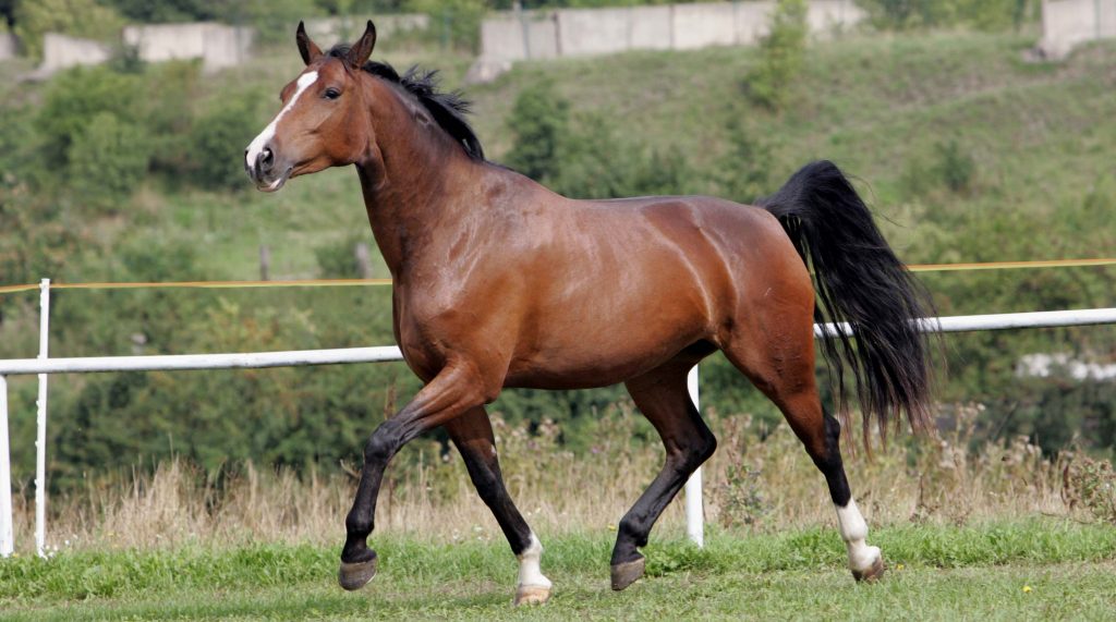 Warmblut Elegantes Allroundtalent im Freizeit und Turnierbereich