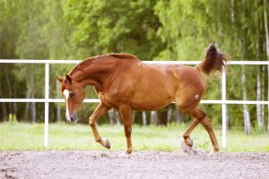 warmblut trakehner auf platz