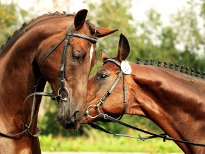 warmblut trakehner aufgezaeuhmt