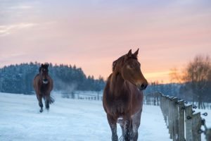 warmblut im schnee